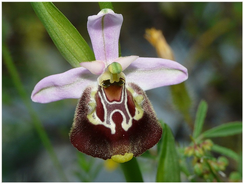 Variabilit di Ophrys fuciflora